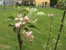 Le verger ... the orchard (printemps/spring 2010)