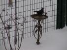 Hiver (un merle 'Turdus merula' aux mangeoires)... winter (a blackbird 'Turdus merula' comes for a feed) (janvier/January 2010)