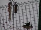 Hiver (un merle 'Turdus merula' aux mangeoires)... winter (a blackbird 'Turdus merula' comes for a feed) (janvier/January 2010)