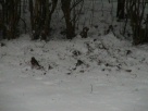 Un pinson des arbres 'Fringilla coelebs'... a chaffinch 'Fringilla coelebs' comes for a feed) (janvier/January 2010)